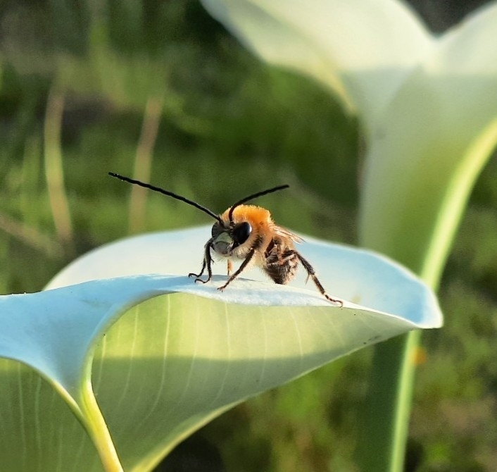 abeille à longues antennes posée sur une fleur blanche de calla