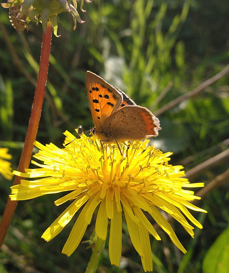un papillon orangé posé sur une fleur de pissenlit et vu en contre-jour avec le soleil illuminant ses ailes par transparence